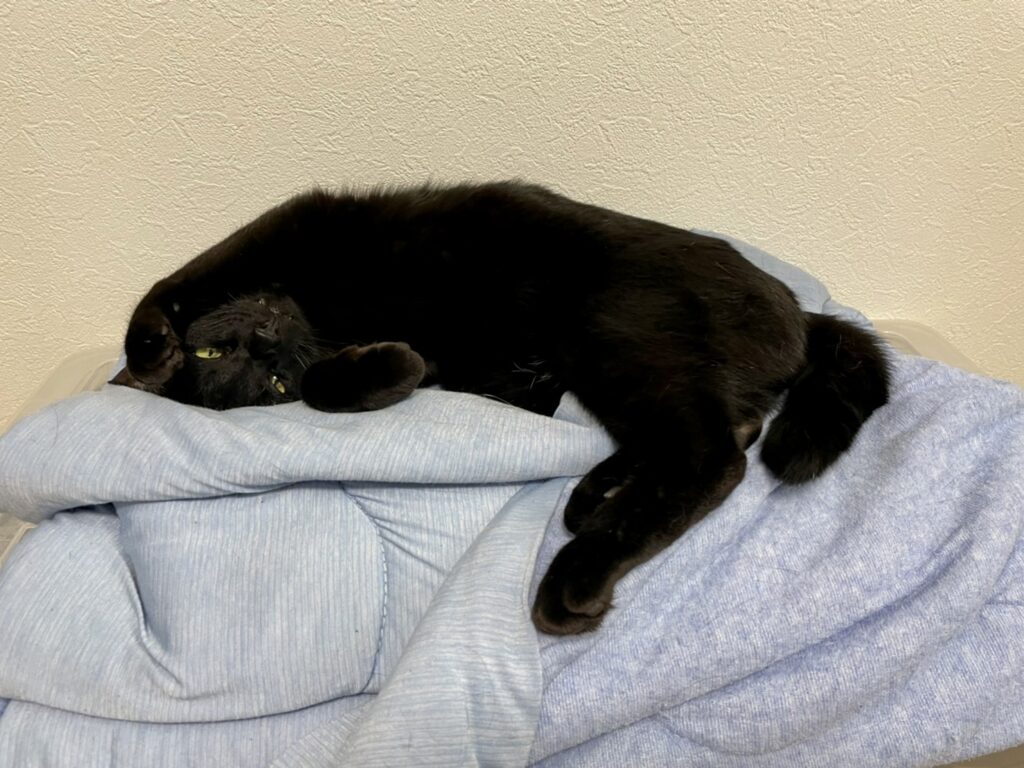 寝ている黒猫